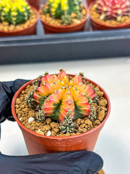 Gymnocalycium Multicolor (gy8) (p3) | Special Hybrid cactus
