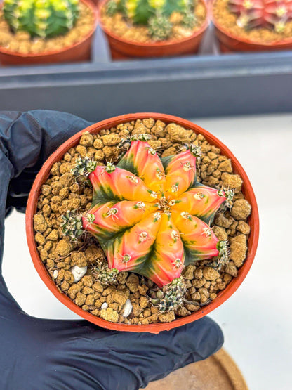 Gymnocalycium Multicolor (gy8) (p3) | Special Hybrid cactus