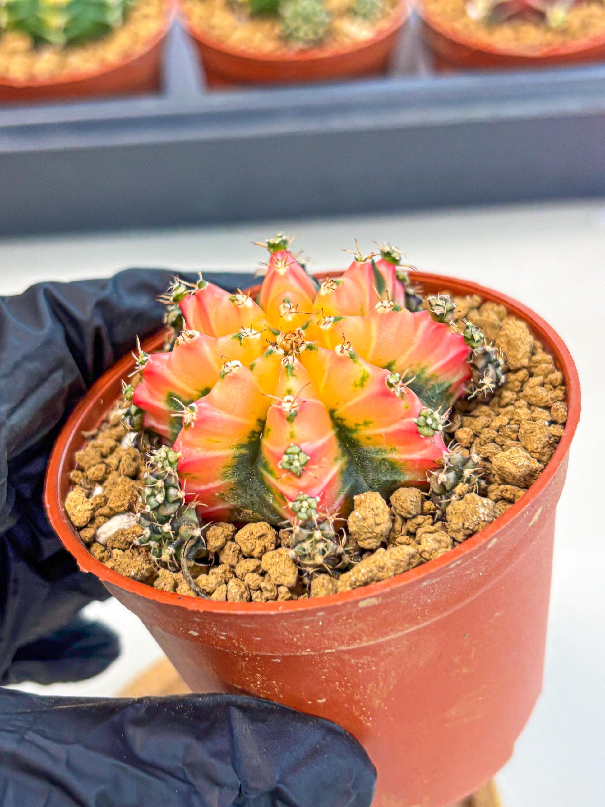 Gymnocalycium Multicolor (gy8) (p3) | Special Hybrid cactus