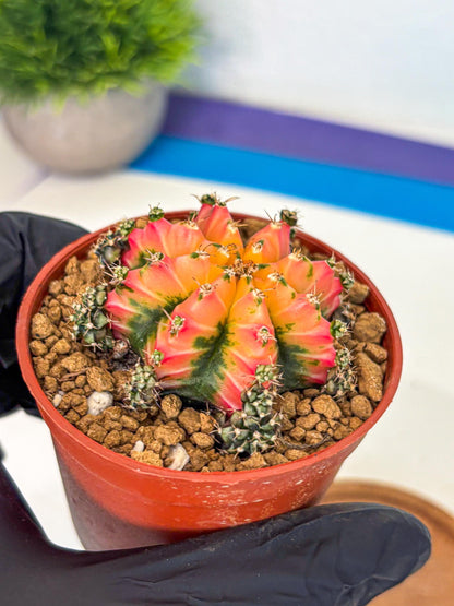 Gymnocalycium Multicolor (gy8) (p3) | Special Hybrid cactus