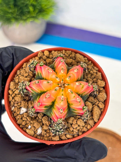Gymnocalycium Multicolor (gy8) (p3) | Special Hybrid cactus