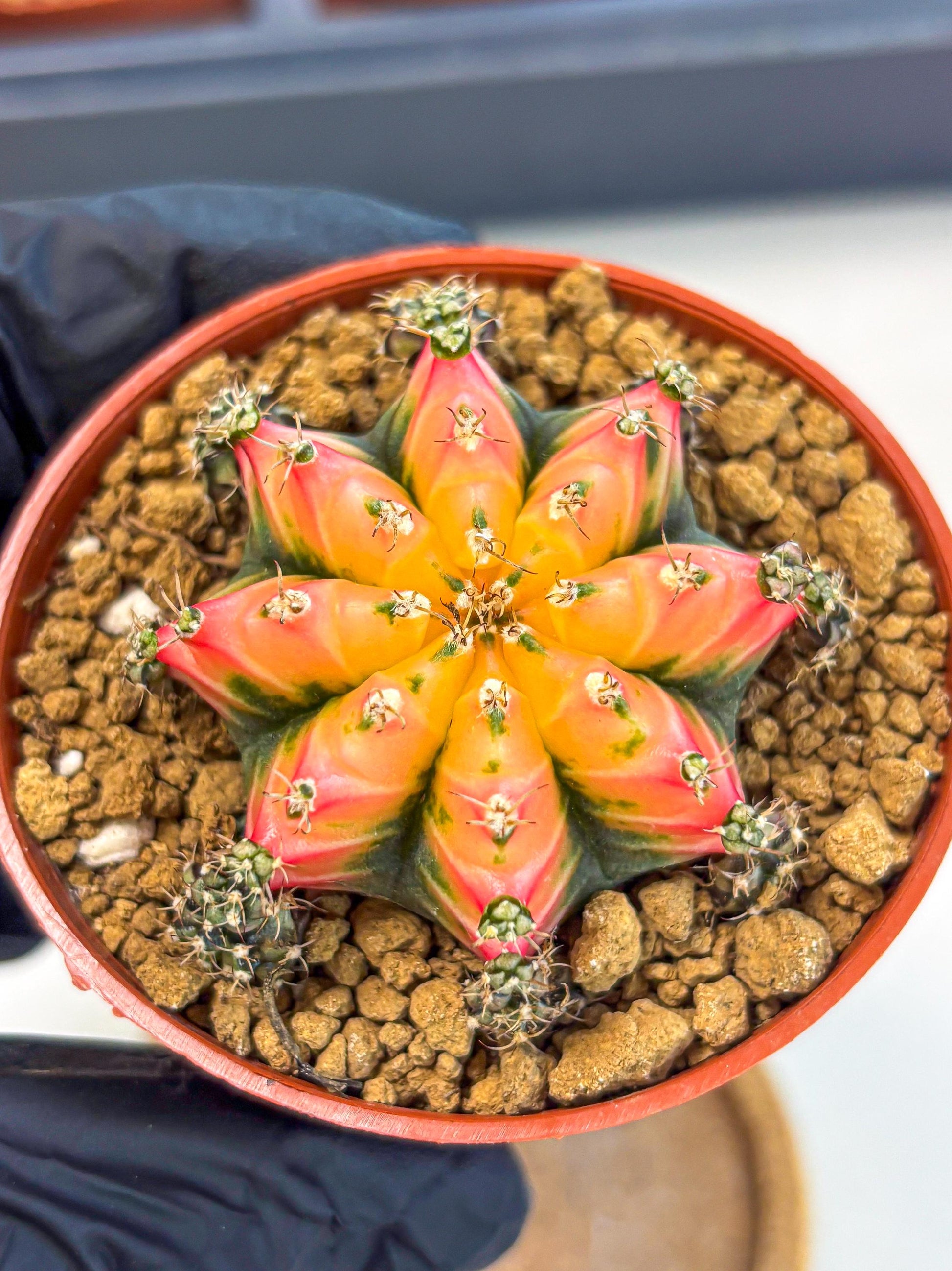 Gymnocalycium Multicolor (gy8) (p3) | Special Hybrid cactus