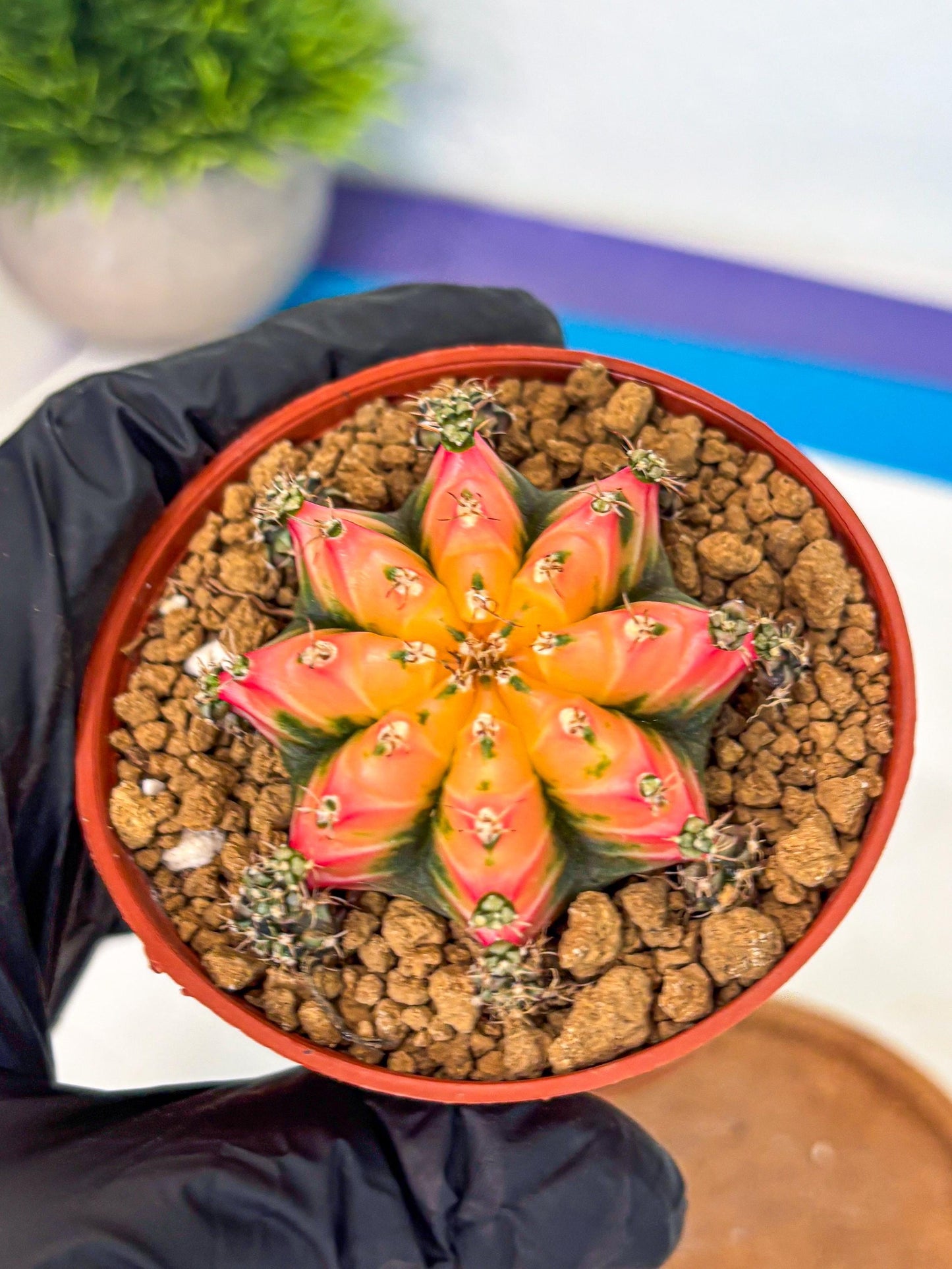Gymnocalycium Multicolor (gy8) (p3) | Special Hybrid cactus