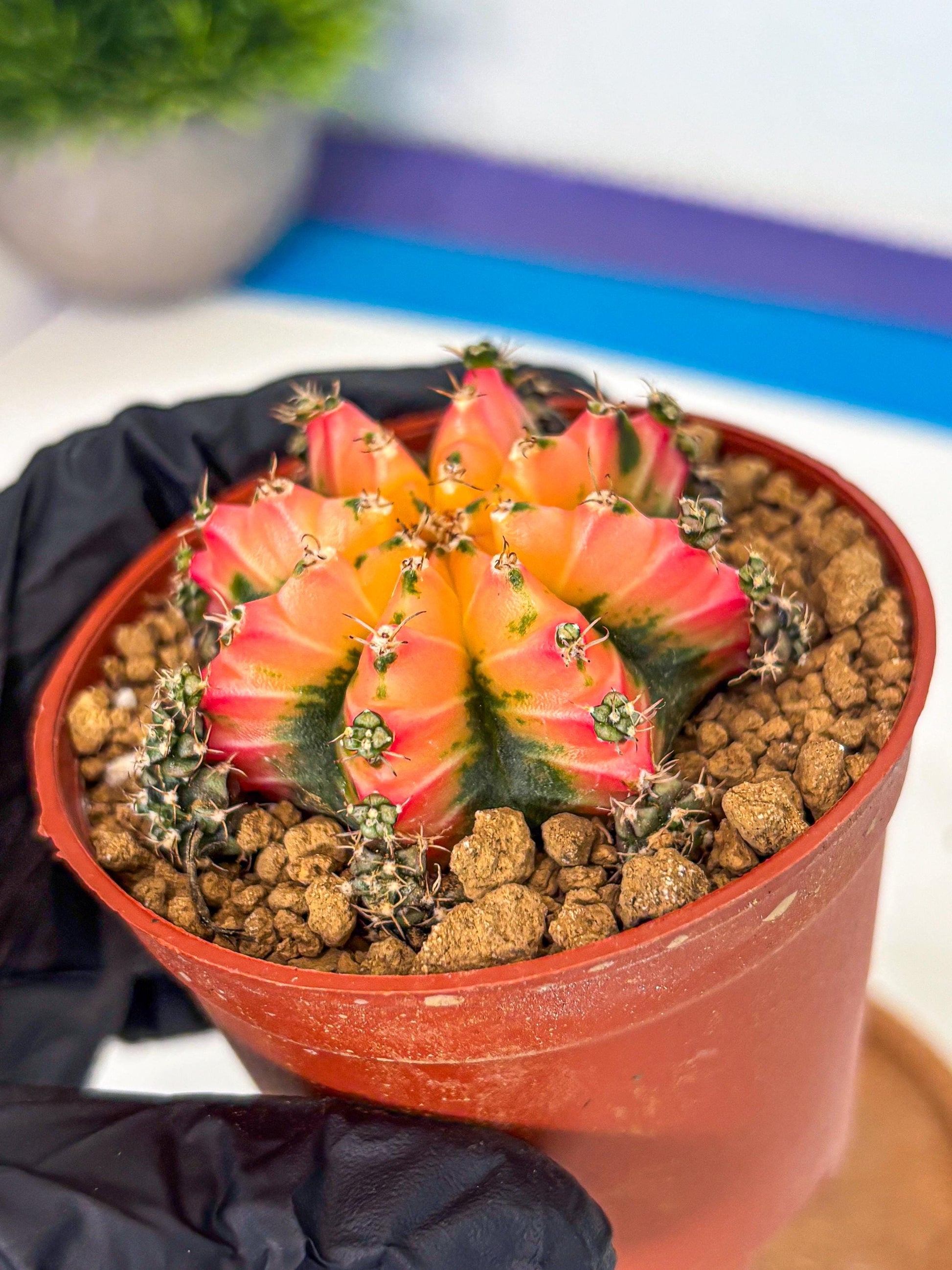 Gymnocalycium Multicolor (gy8) (p3) | Special Hybrid cactus