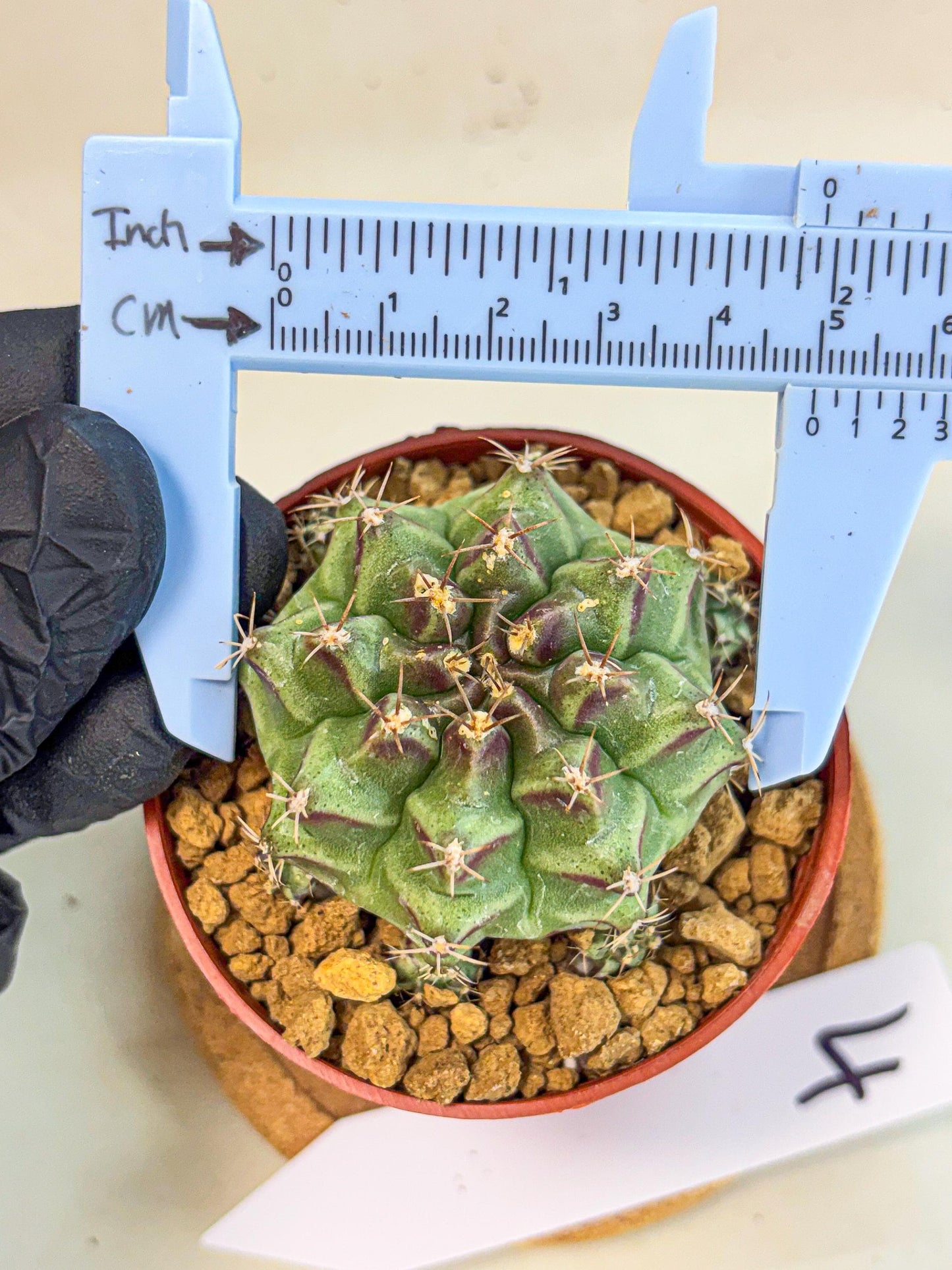 Gymnocalycium Sweet Green (gy8) (p4) | Variegated cactus
