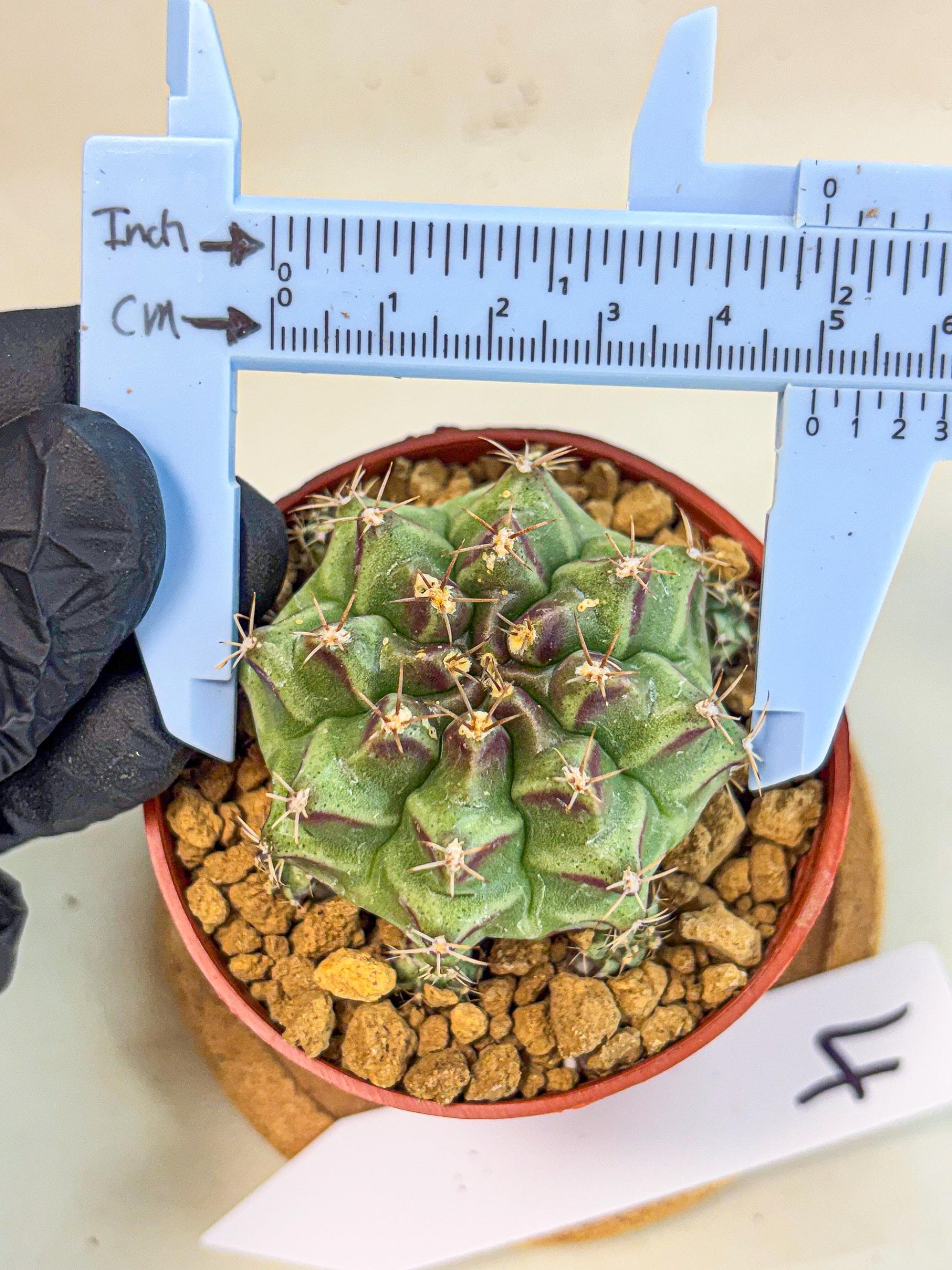 Gymnocalycium Sweet Green (gy8) (p4) | Variegated cactus