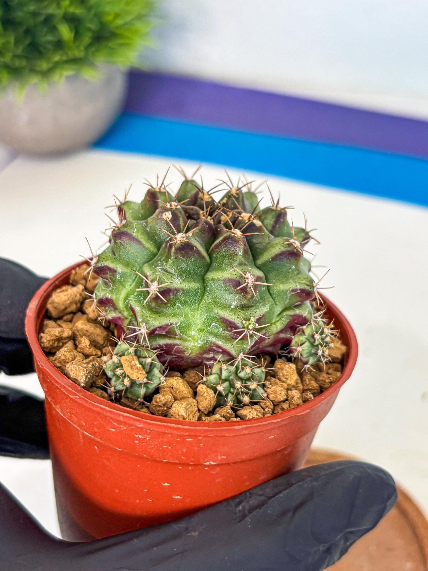 Gymnocalycium Sweet Green (gy8) (p4) | Variegated cactus