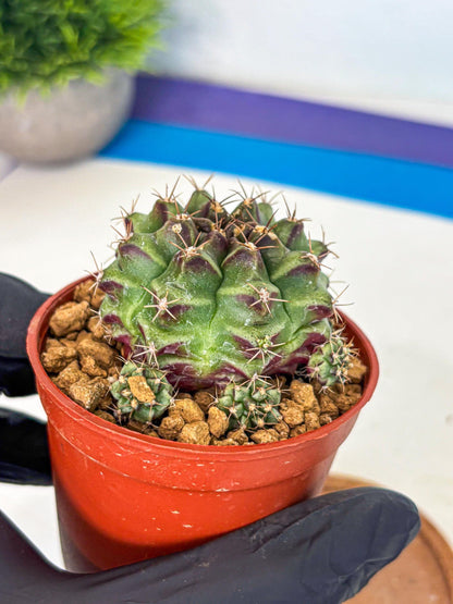 Gymnocalycium Sweet Green (gy8) (p4) | Variegated cactus