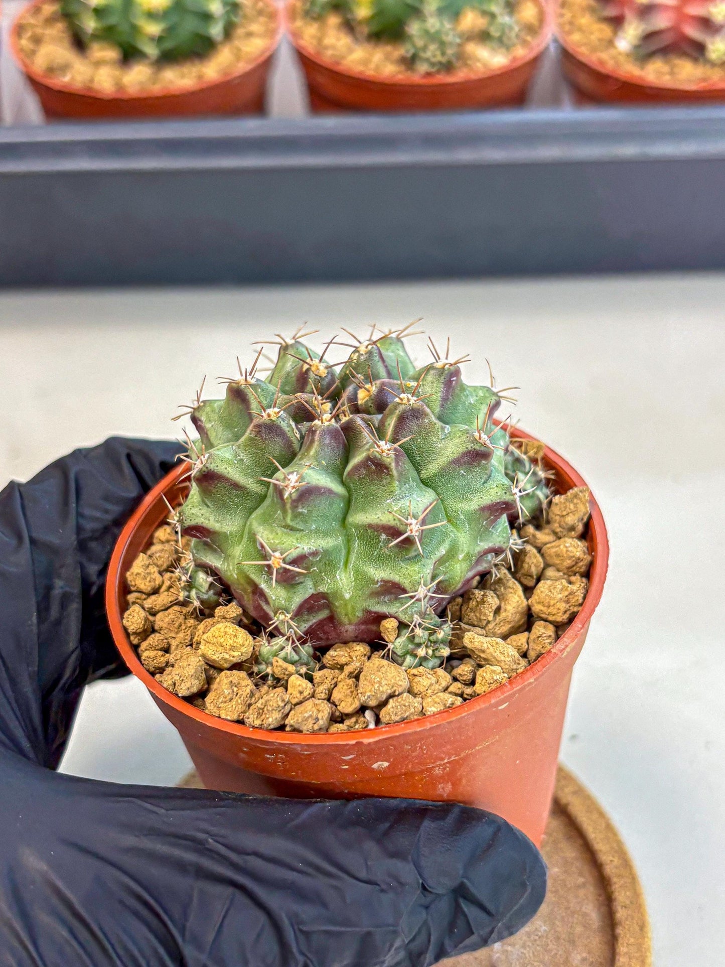Gymnocalycium Sweet Green (gy8) (p4) | Variegated cactus