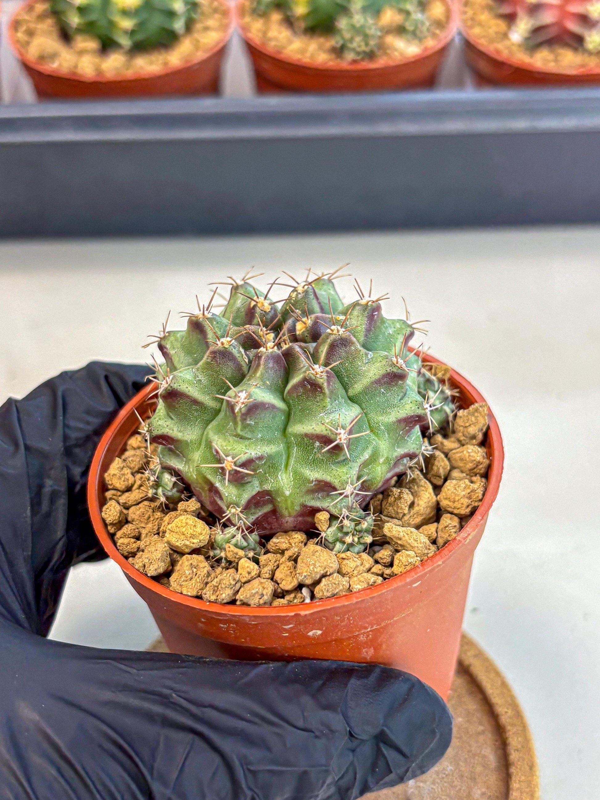 Gymnocalycium Sweet Green (gy8) (p4) | Variegated cactus