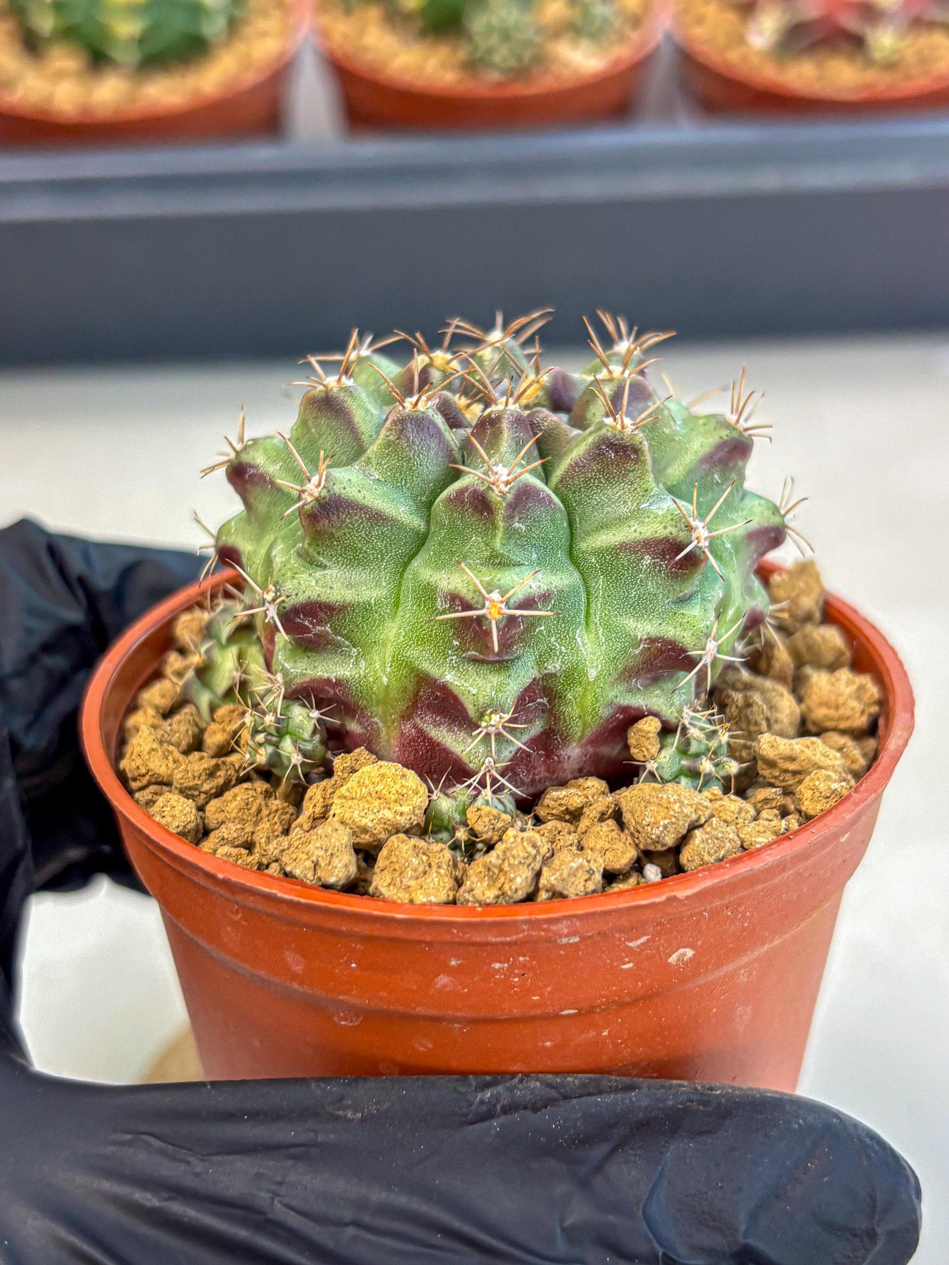 Gymnocalycium Sweet Green (gy8) (p4) | Variegated cactus