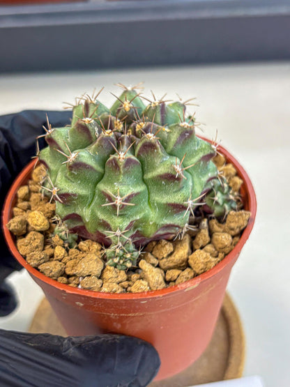 Gymnocalycium Sweet Green (gy8) (p4) | Variegated cactus