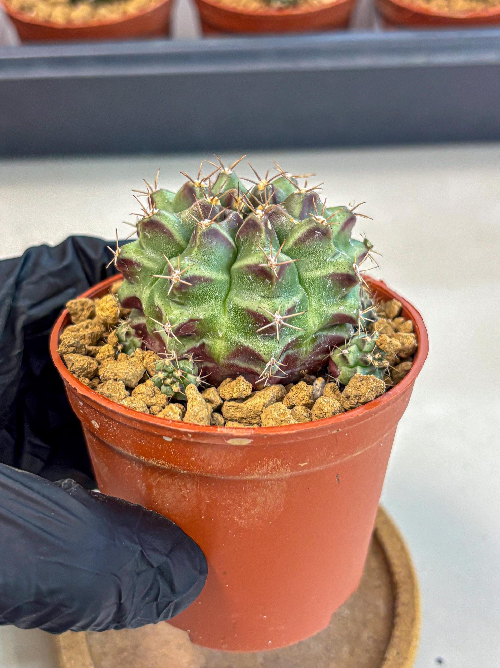 Gymnocalycium Sweet Green (gy8) (p4) | Variegated cactus