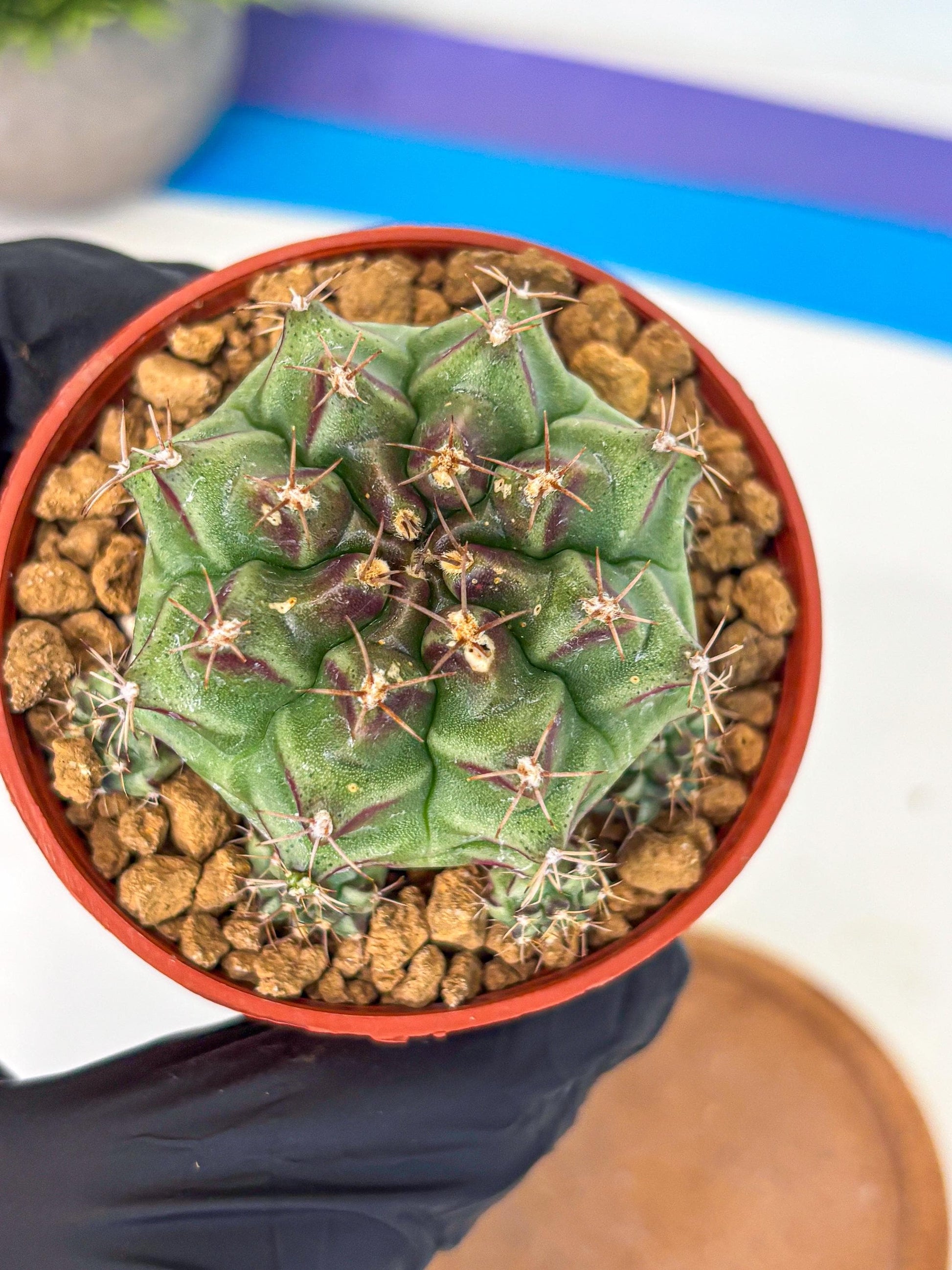 Gymnocalycium Sweet Green (gy8) (p4) | Variegated cactus