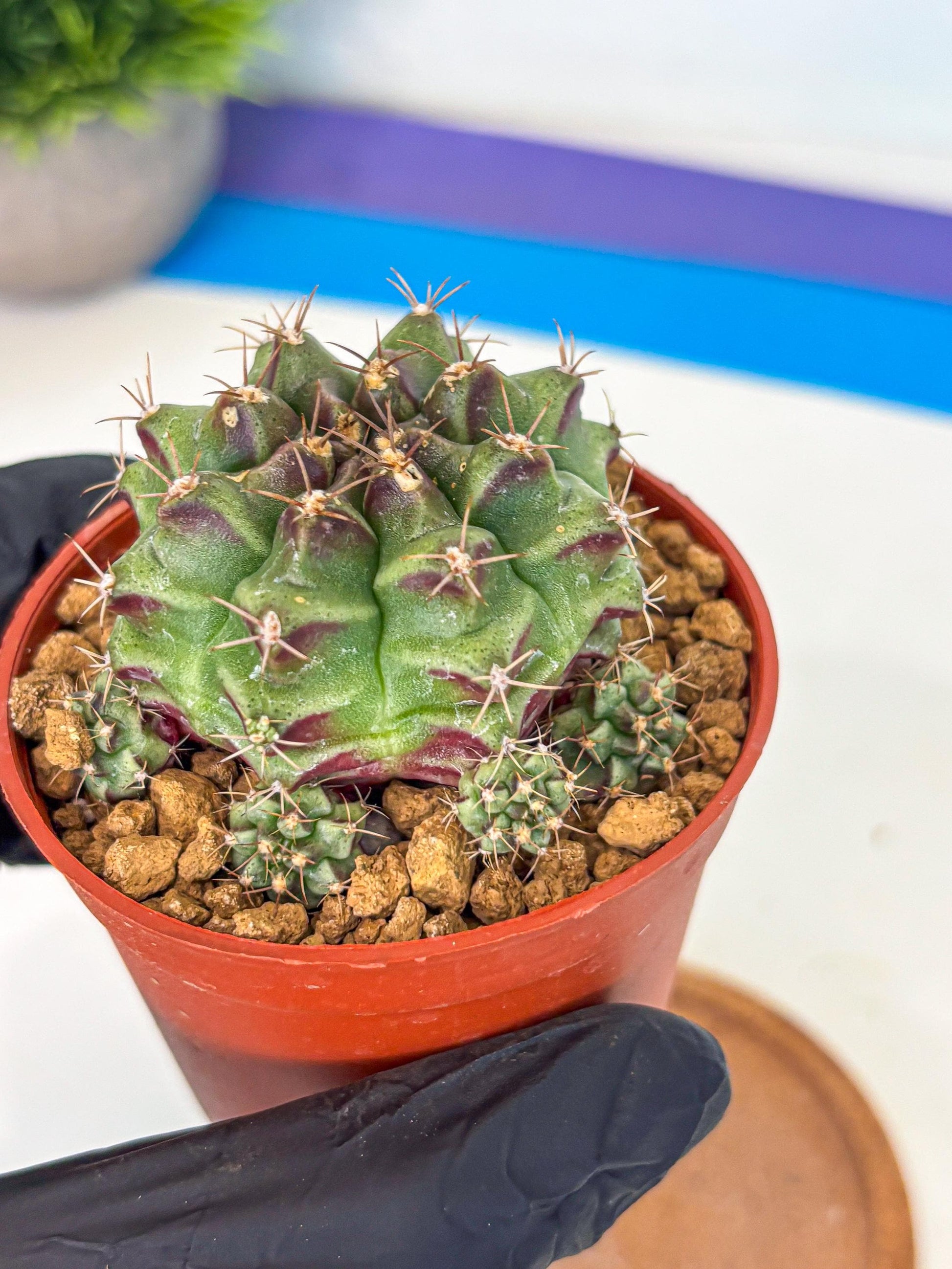 Gymnocalycium Sweet Green (gy8) (p4) | Variegated cactus
