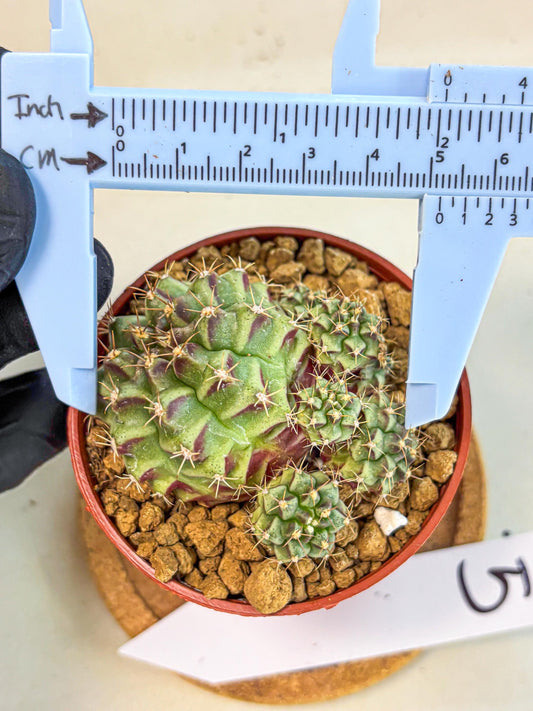 Gymnocalycium Sweet Green (gy8) (p5) | Variegated cactus