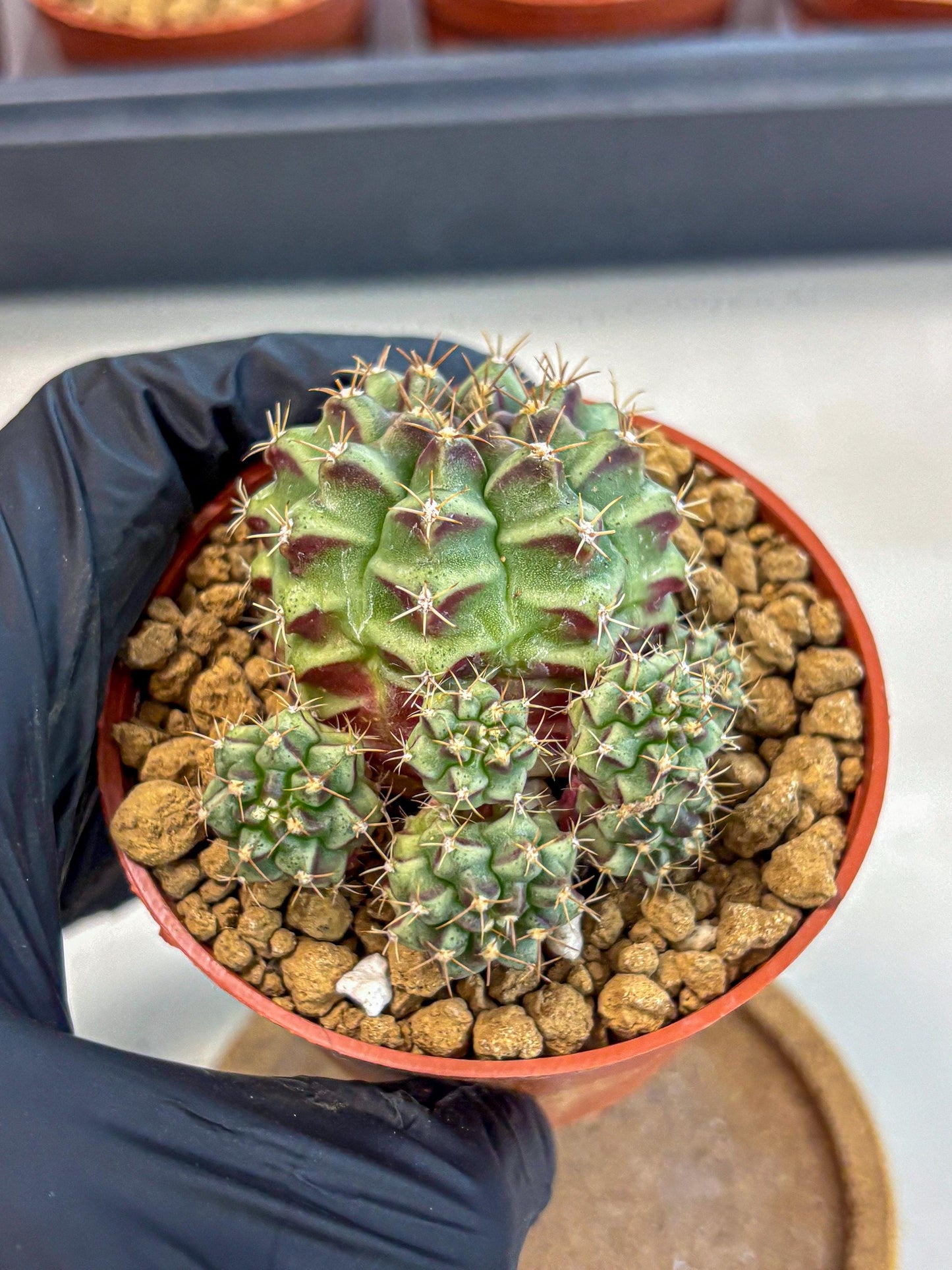 Gymnocalycium Sweet Green (gy8) (p5) | Variegated cactus