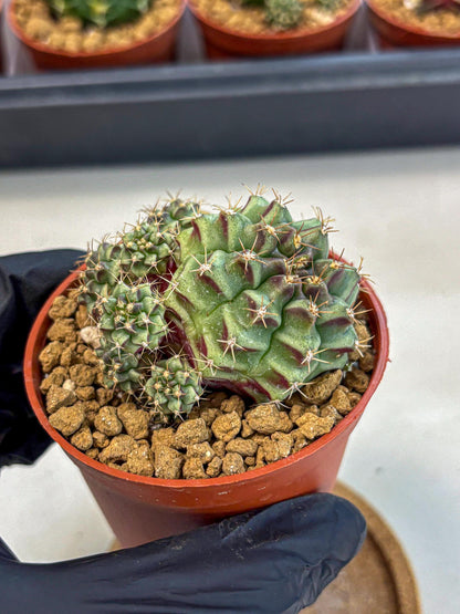 Gymnocalycium Sweet Green (gy8) (p5) | Variegated cactus