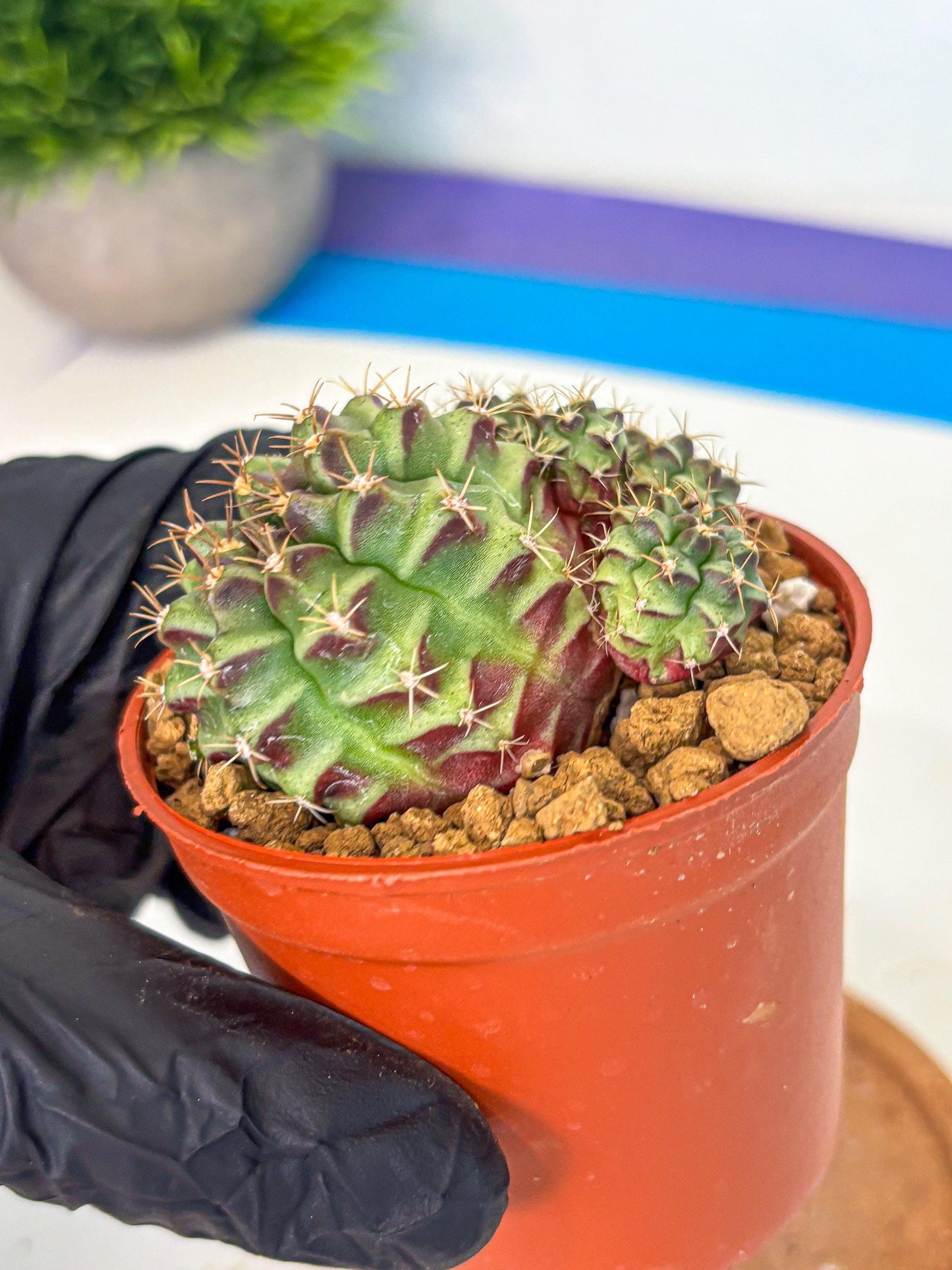 Gymnocalycium Sweet Green (gy8) (p5) | Variegated cactus