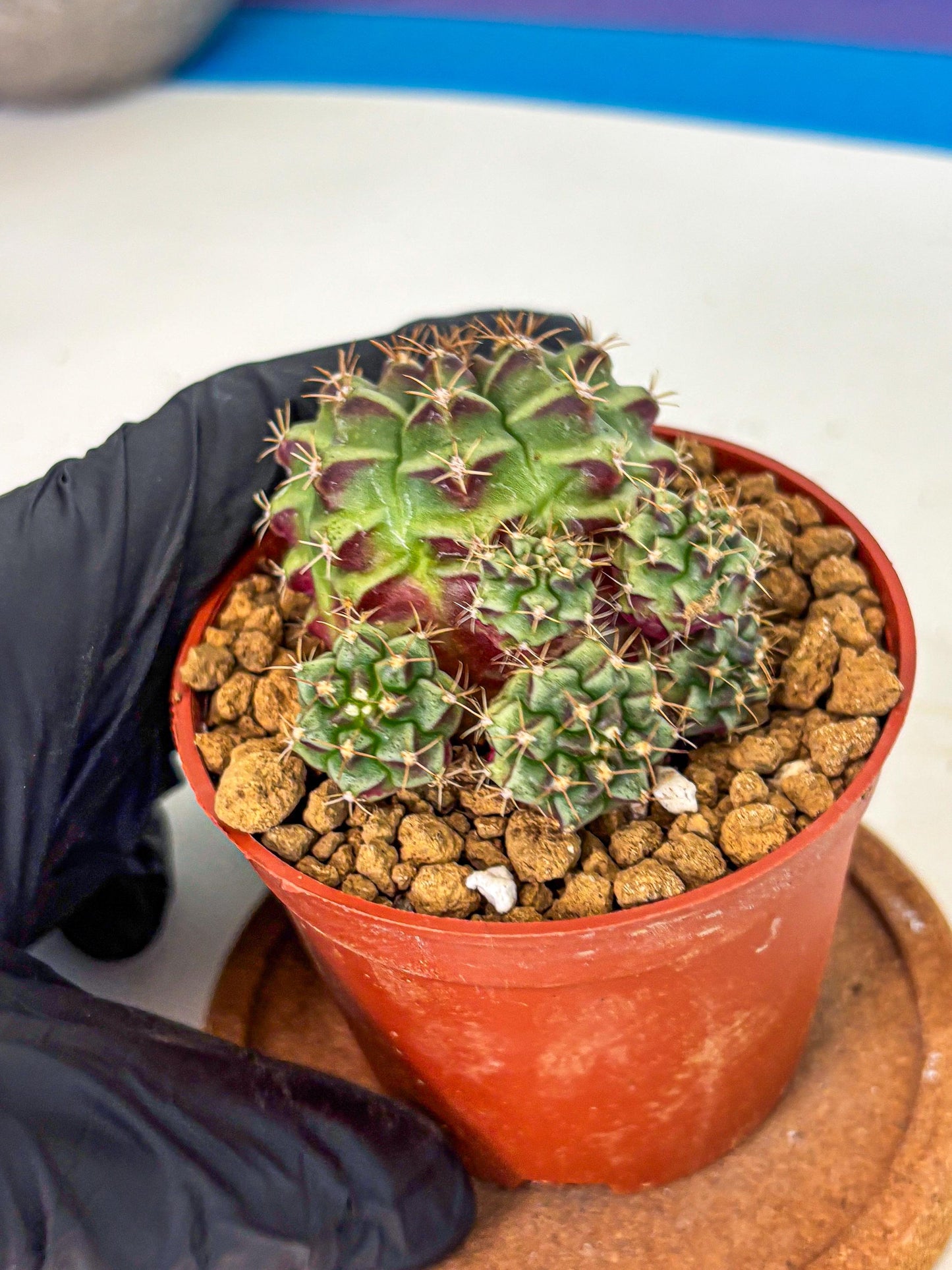 Gymnocalycium Sweet Green (gy8) (p5) | Variegated cactus