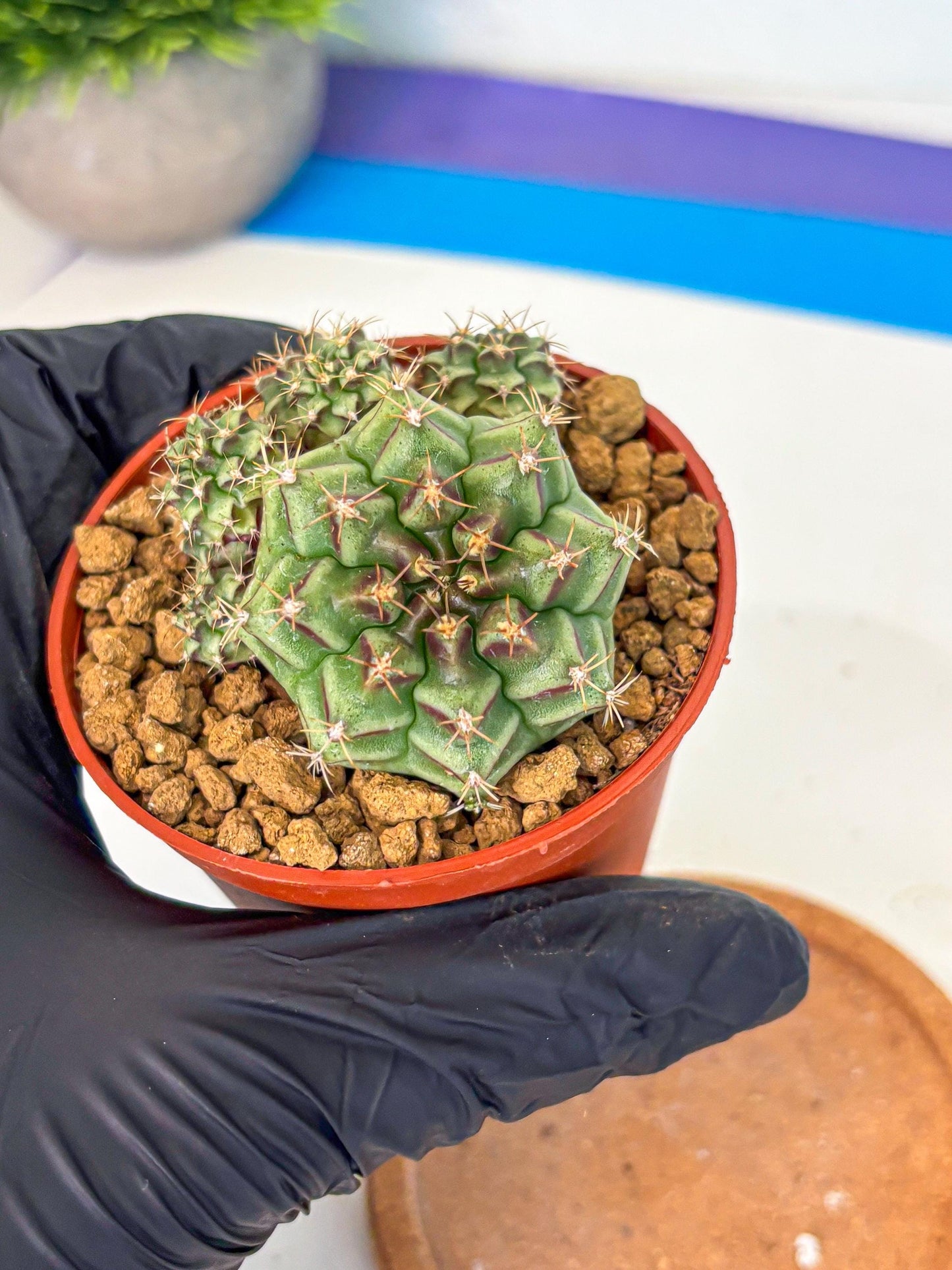 Gymnocalycium Sweet Green (gy8) (p5) | Variegated cactus