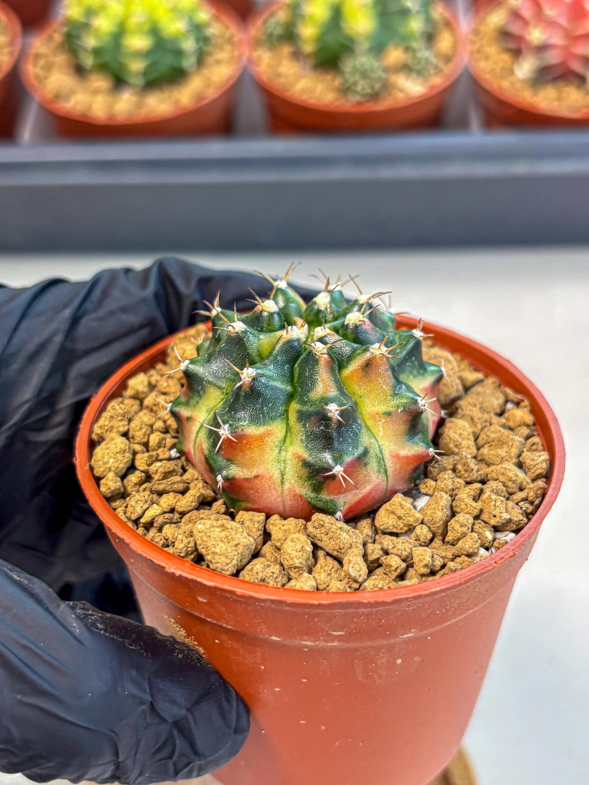 Gymnocalycium Obama (gy8) (p6) | Variegated cactus