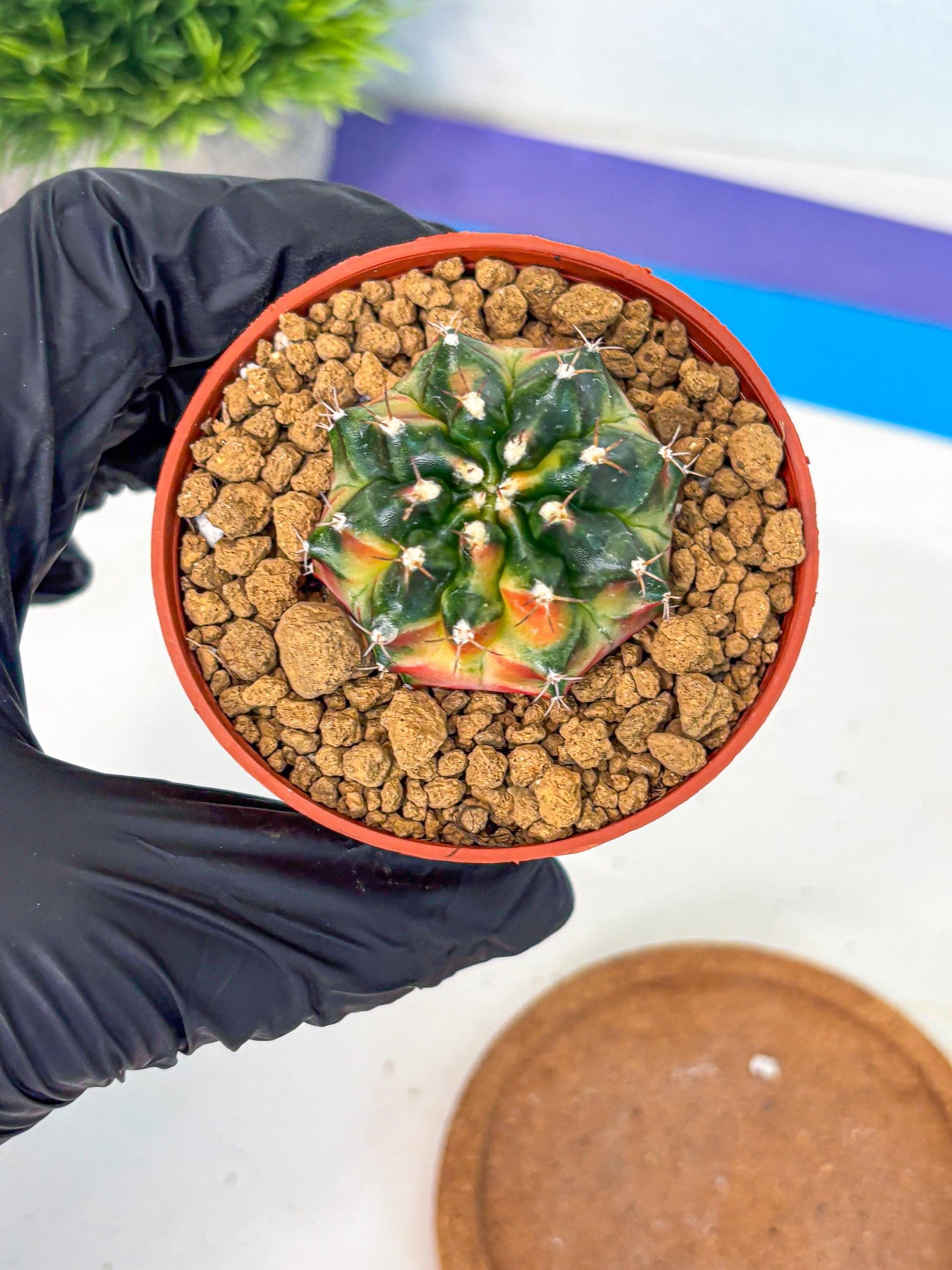 Gymnocalycium Obama (gy8) (p6) | Variegated cactus