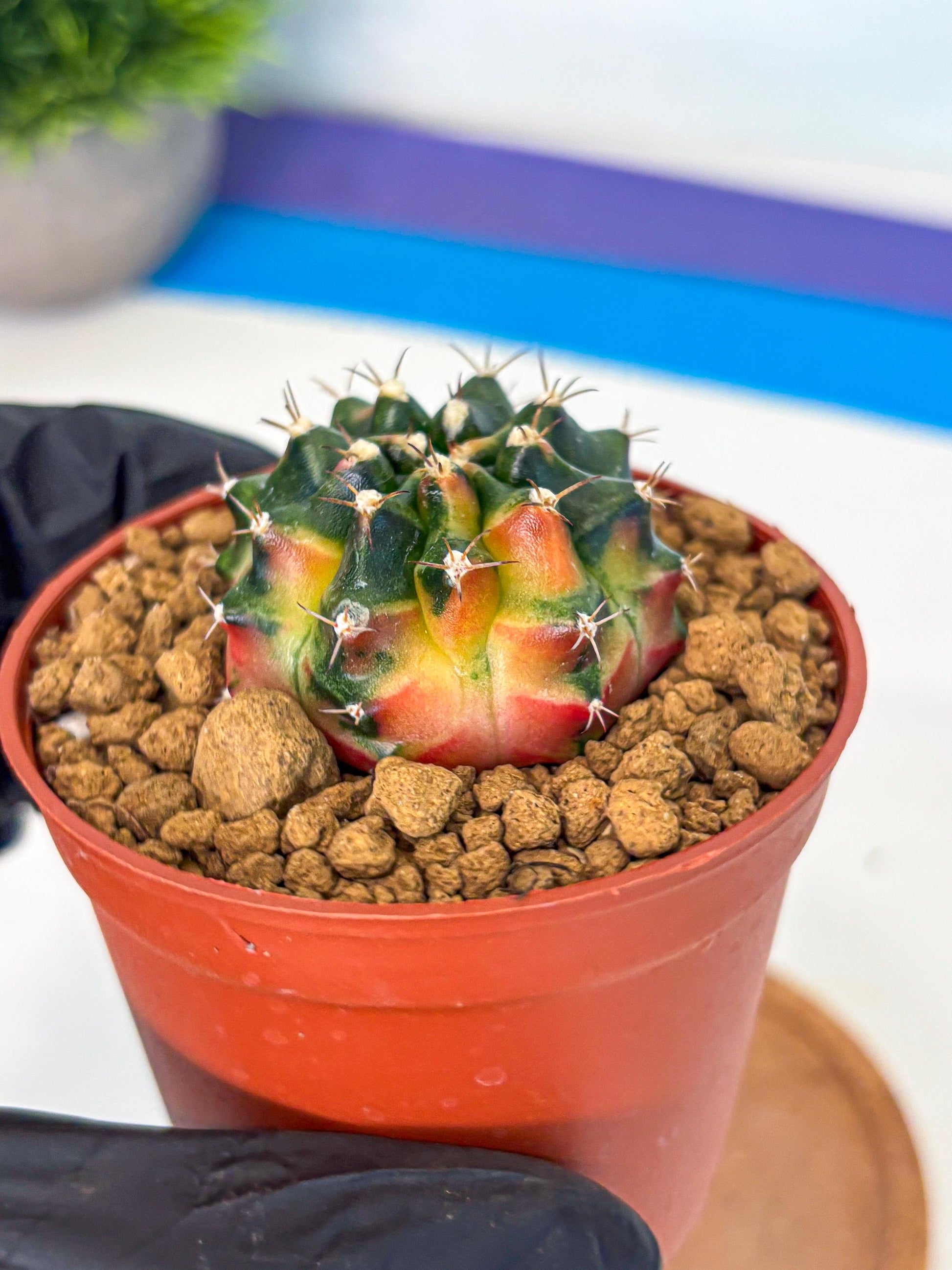 Gymnocalycium Obama (gy8) (p6) | Variegated cactus