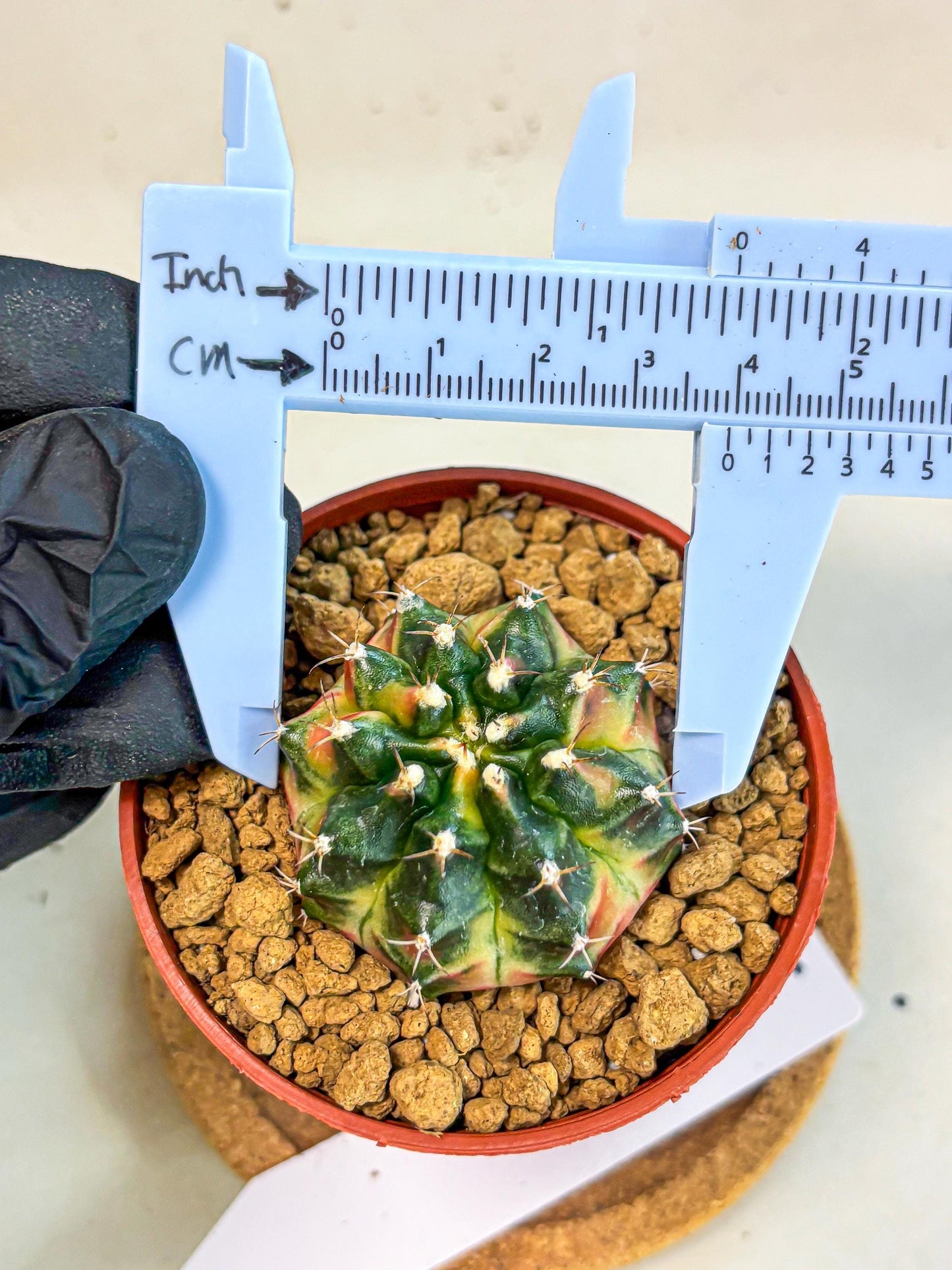 Gymnocalycium Obama (gy8) (p6) | Variegated cactus