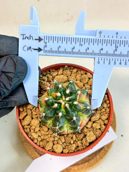 Gymnocalycium Obama (gy8) (p6) | Variegated cactus