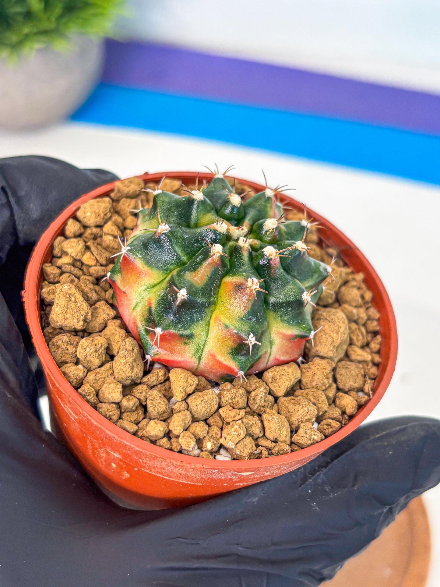 Gymnocalycium Obama (gy8) (p6) | Variegated cactus