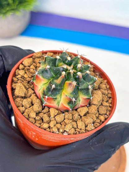 Gymnocalycium Obama (gy8) (p6) | Variegated cactus