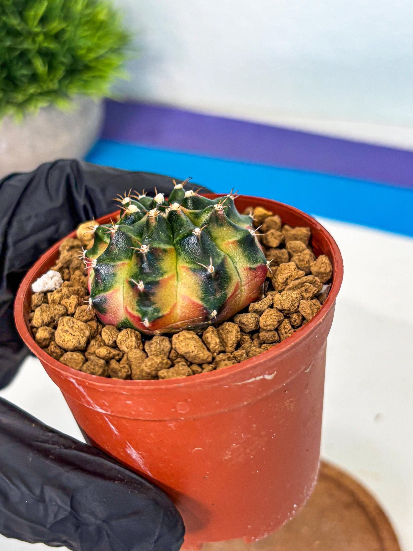 Gymnocalycium Obama (gy8) (p7) | Variegated cactus