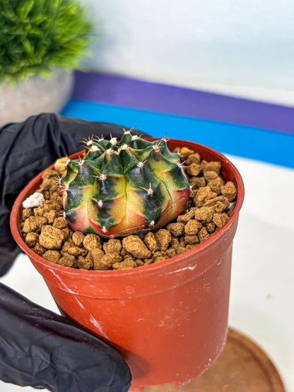Gymnocalycium Obama (gy8) (p7) | Variegated cactus