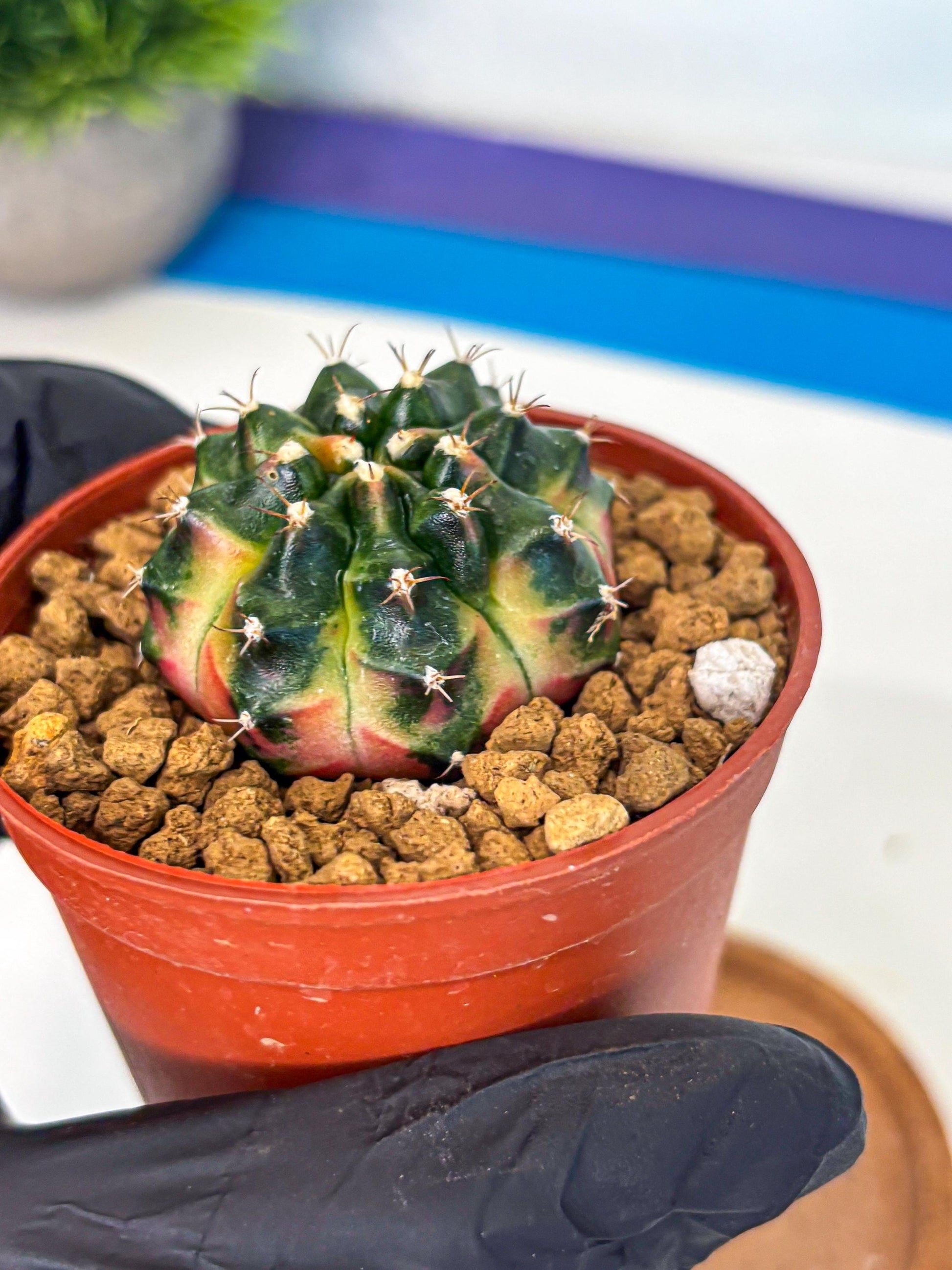 Gymnocalycium Obama (gy8) (p7) | Variegated cactus