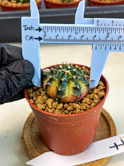 Gymnocalycium Obama (gy8) (p7) | Variegated cactus