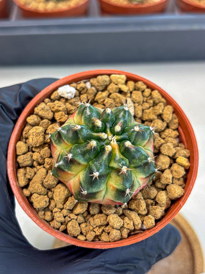Gymnocalycium Obama (gy8) (p7) | Variegated cactus
