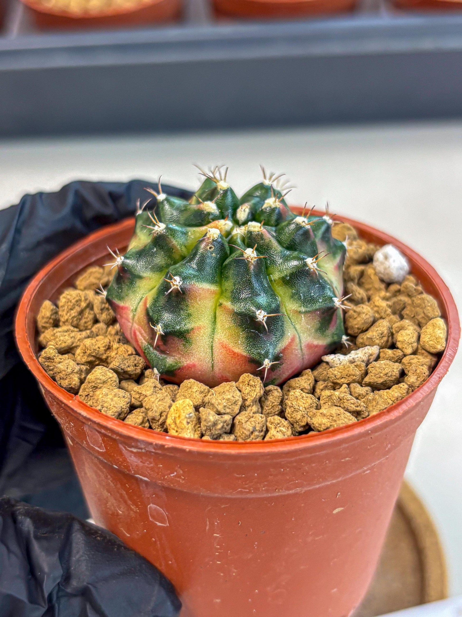 Gymnocalycium Obama (gy8) (p7) | Variegated cactus