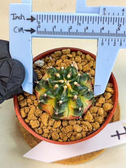 Gymnocalycium Obama (gy8) (p7) | Variegated cactus