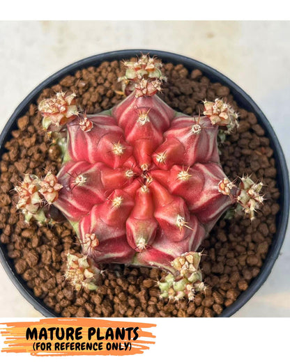 Gymnocalycium Beloved (gy8) (r2) | Variegated cactus