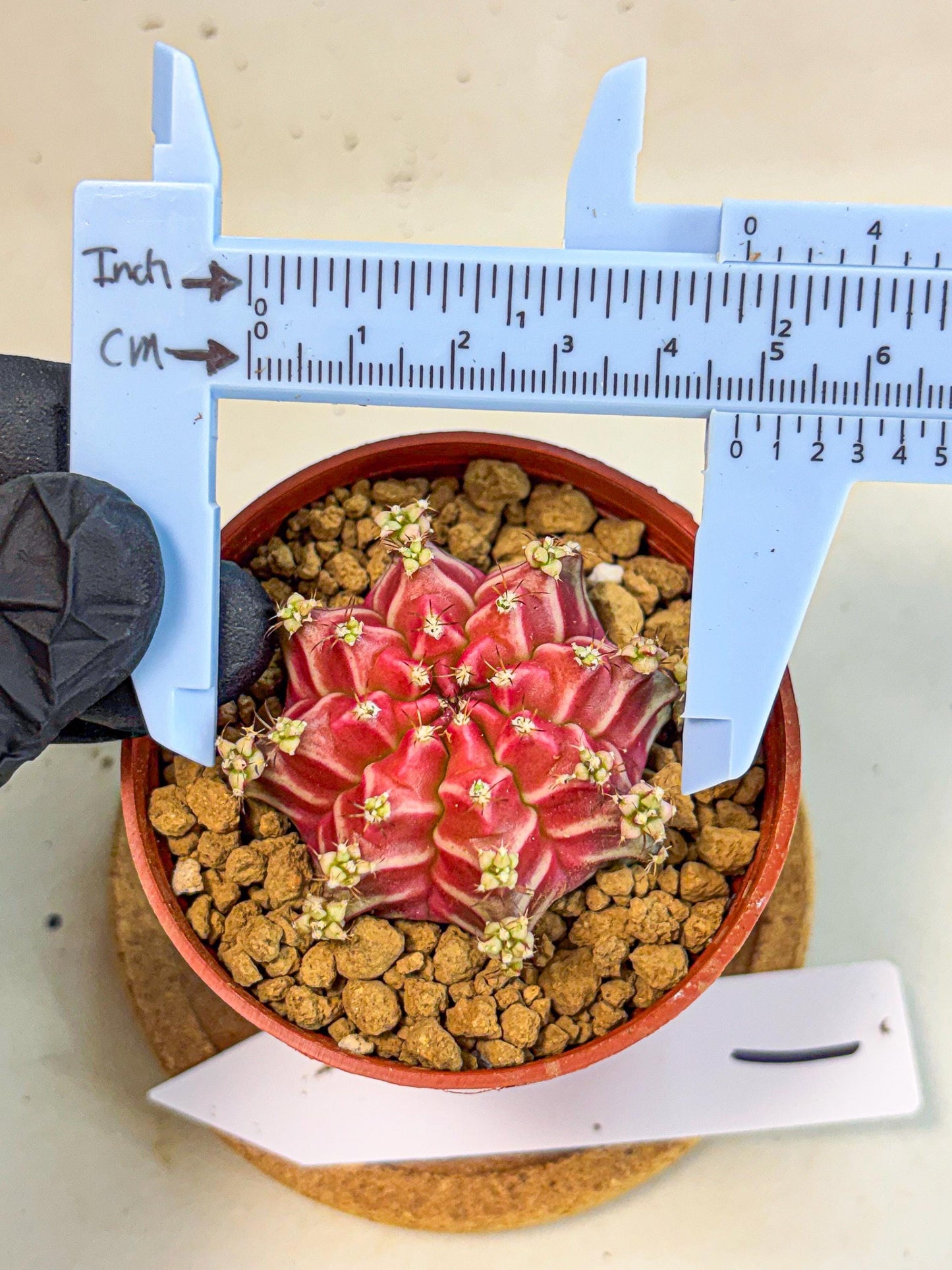 Gymnocalycium Beloved (gy8) (r1) | Variegated cactus