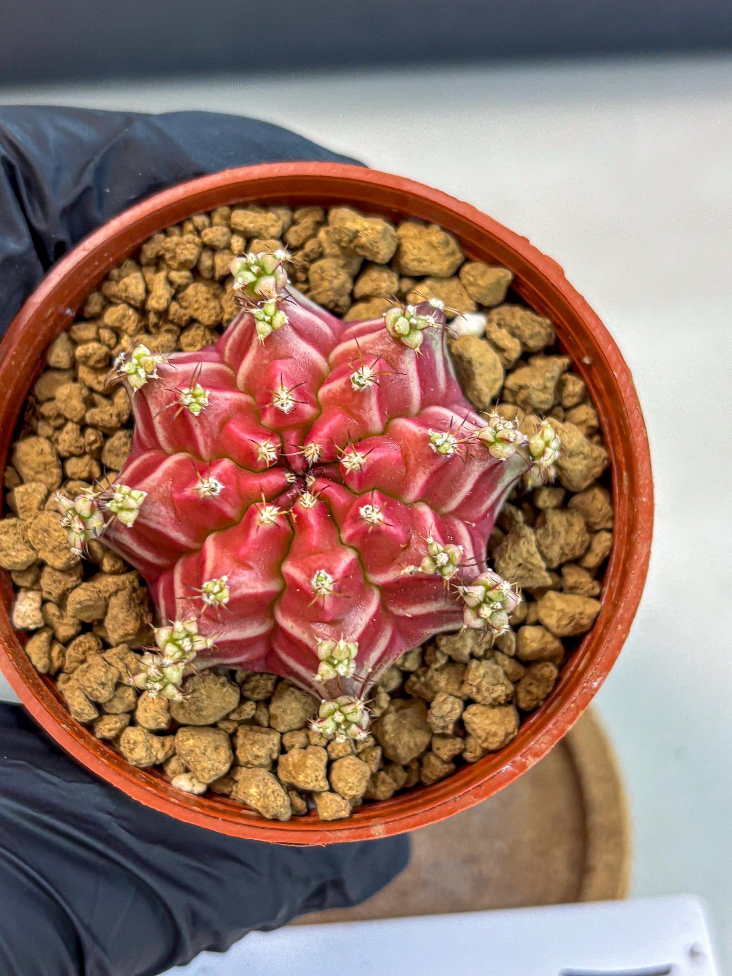 Gymnocalycium Beloved (gy8) (r1) | Variegated cactus