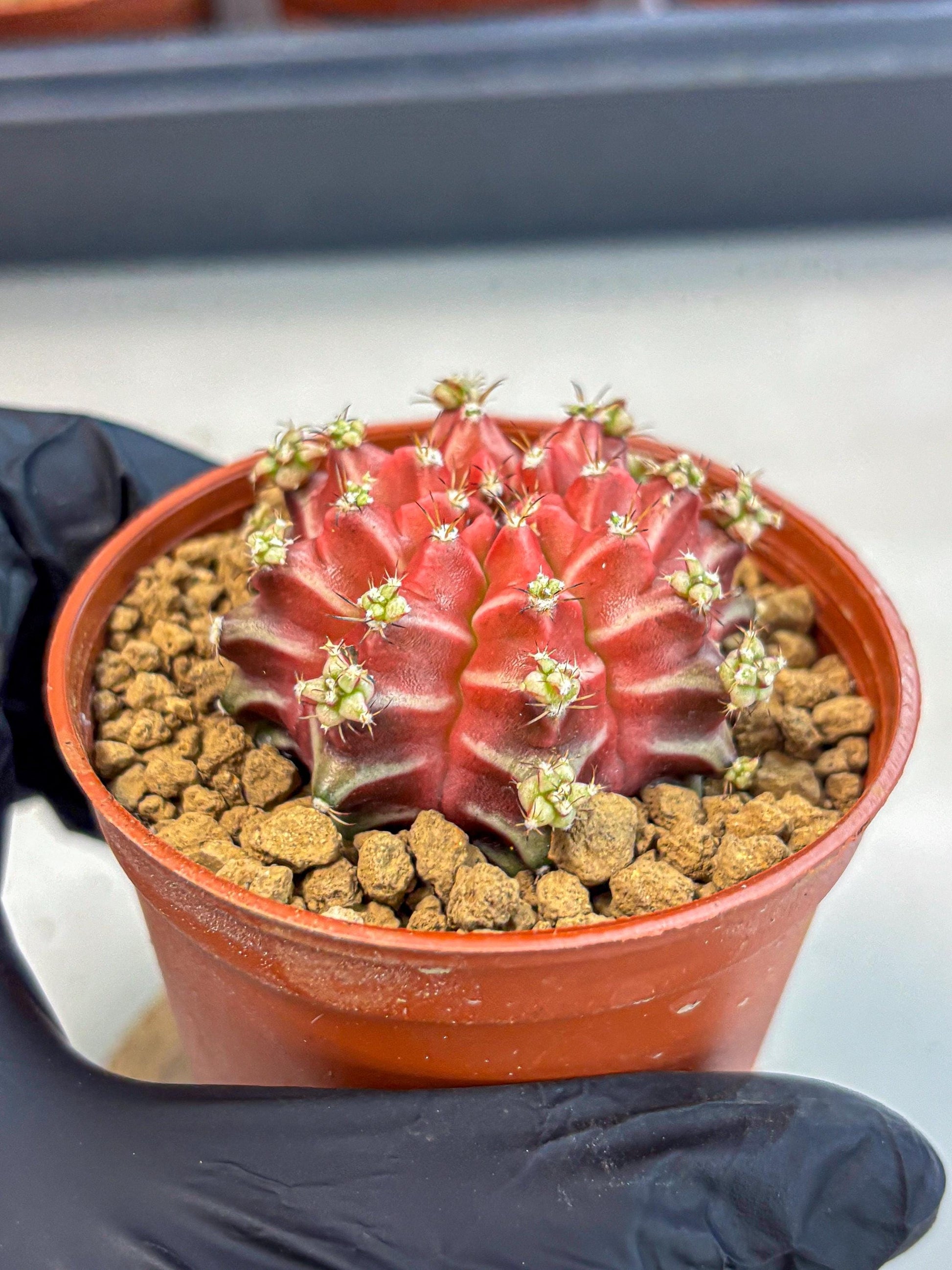 Gymnocalycium Beloved (gy8) (r1) | Variegated cactus