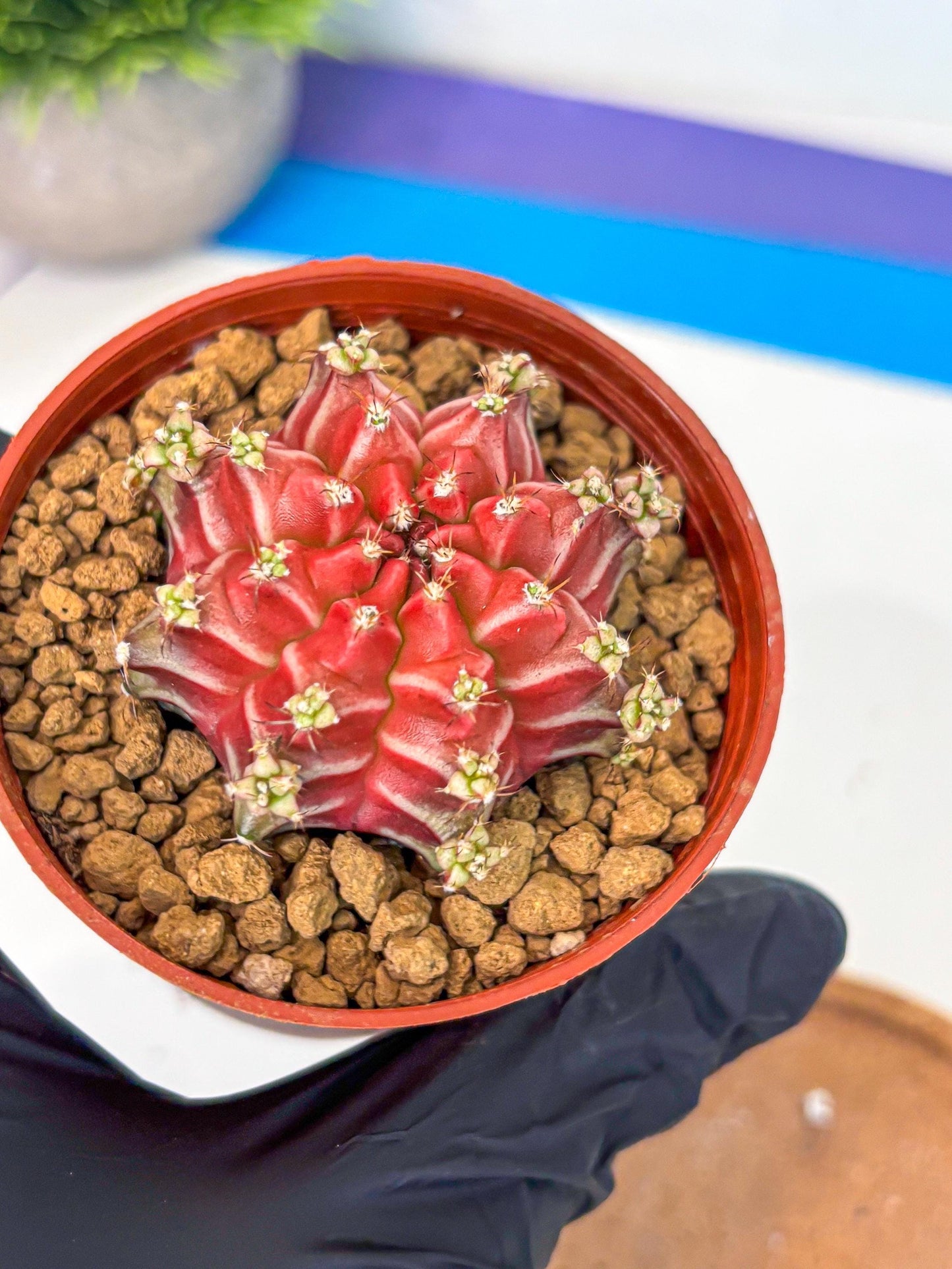 Gymnocalycium Beloved (gy8) (r1) | Variegated cactus