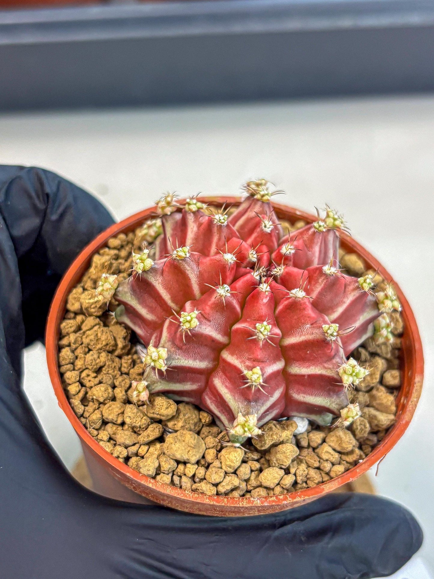 Gymnocalycium Beloved (gy8) (r2) | Variegated cactus