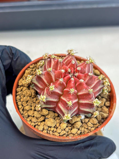 Gymnocalycium Beloved (gy8) (r2) | Variegated cactus