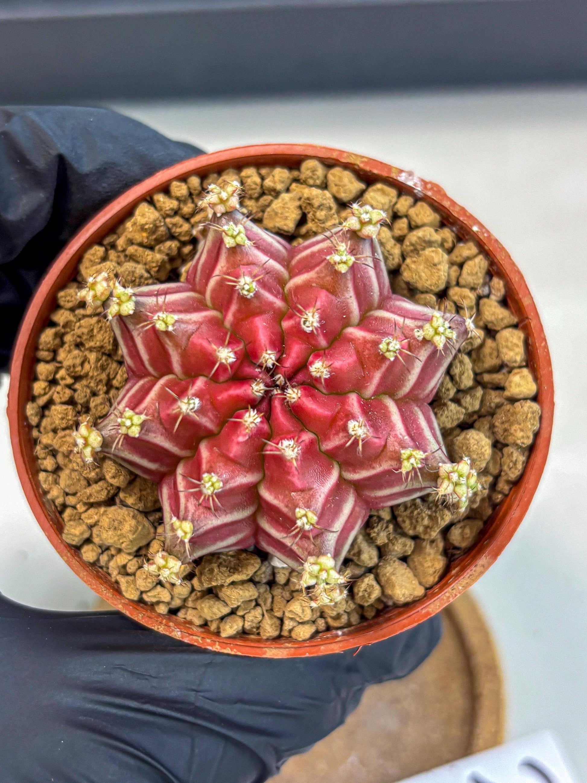 Gymnocalycium Beloved (gy8) (r2) | Variegated cactus
