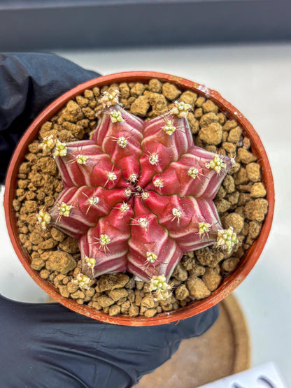 Gymnocalycium Beloved (gy8) (r2) | Variegated cactus