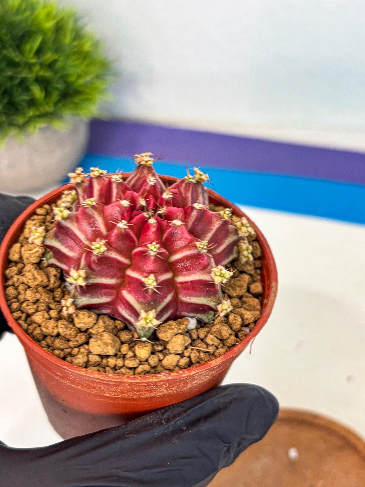 Gymnocalycium Beloved (gy8) (r2) | Variegated cactus
