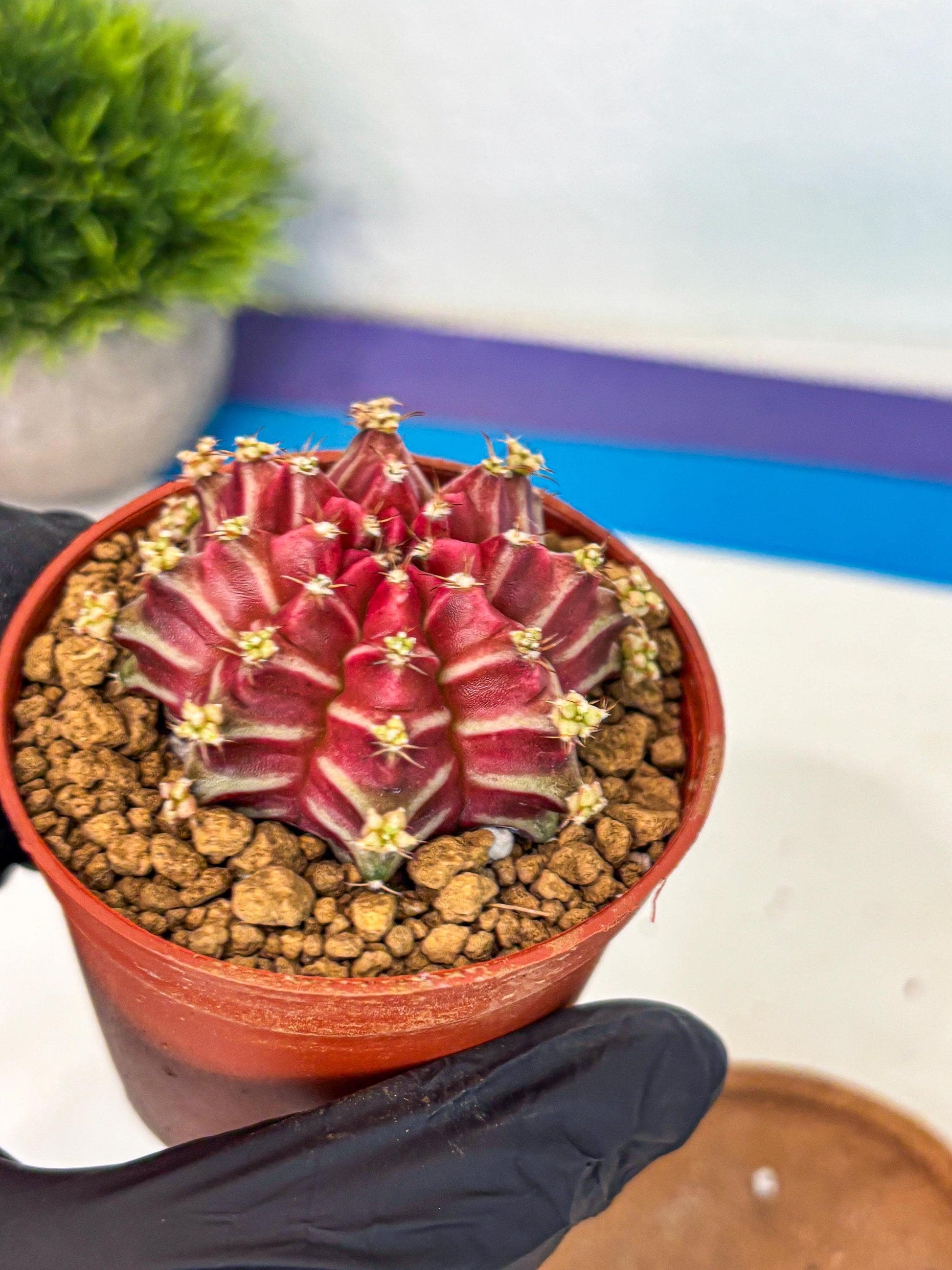 Gymnocalycium Beloved (gy8) (r2) | Variegated cactus